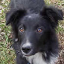 Baxter was adopted in January, 2005